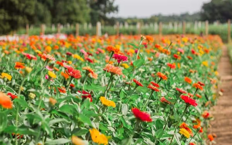 Farmers of Uttar Pradesh are abandoning traditional farming. A farmer living in Amethi district of the state has started cultivating flowers.
